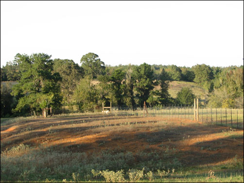 Farm Panorama